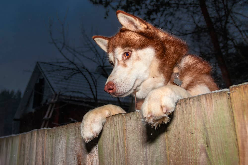 Malamute looking over wooden fence.