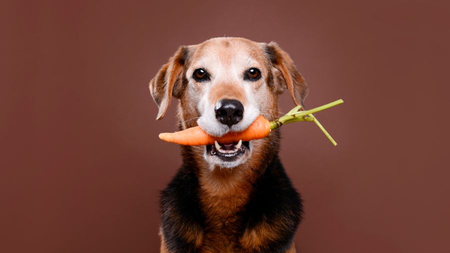 Dog with a carrot in his mouth.