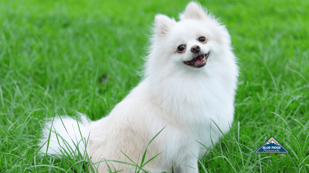 A cheerful white Pomeranian dog in the grass.