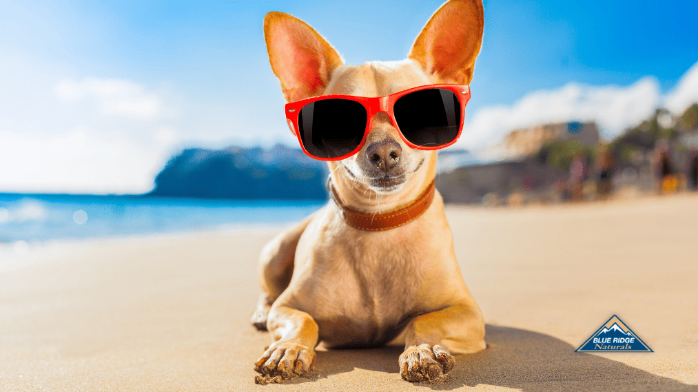 How To Keep Dogs Cool In The Summer